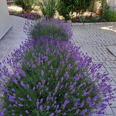 флора * Τσερνομόρετς